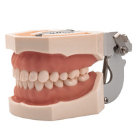 Model dentystyczny model zębów zęby gumowe Model nauczania standardowy Model dentystyczny Typodont demonstracja z wymiennym zębem 200H 2